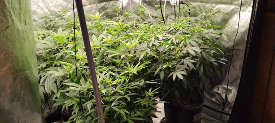 indoor-grow-and-outdoor-starts.jpg