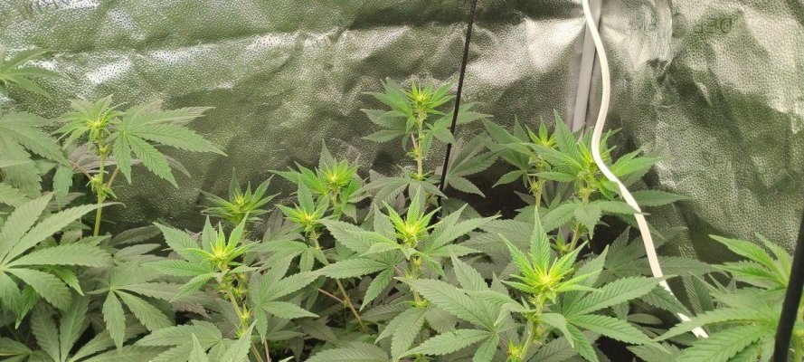 indoor-grow-and-outdoor-starts-2.jpg