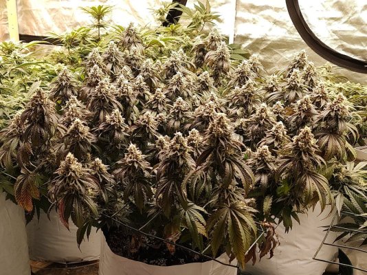 Floaters...A New Way To Scrog