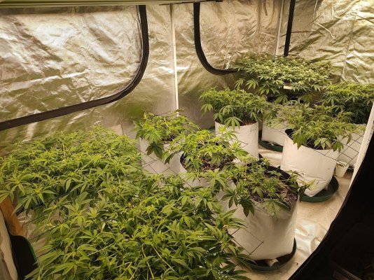 Floaters...A New Way To Scrog