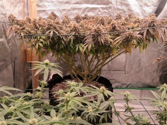 Floaters...A New Way To Scrog