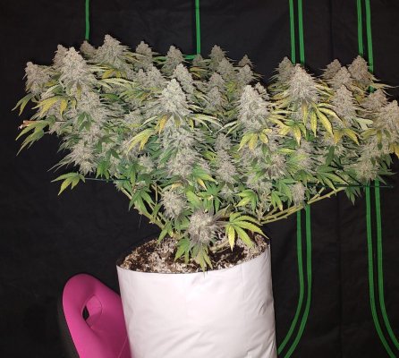Floaters...A New Way To Scrog
