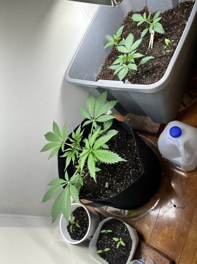 medical crop rotation plan ideas