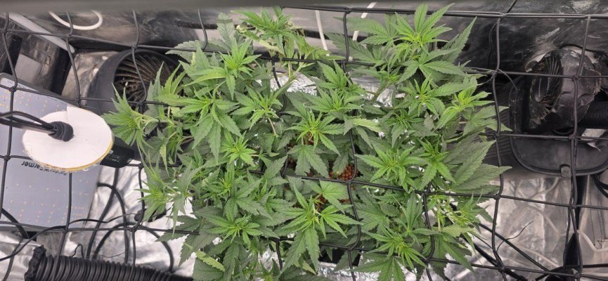 pH dropping regularly...is this range normal?