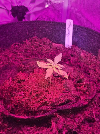 First time grow. From winter prep to first season harvest
