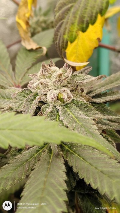 Reveg to pollination (Acai berry gelato x PLCG Bx2)