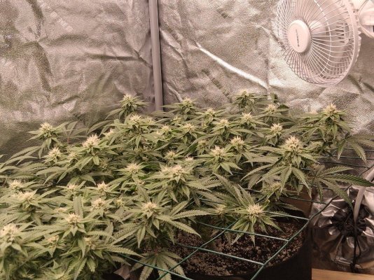 GMonster ReRun That Weed Thread