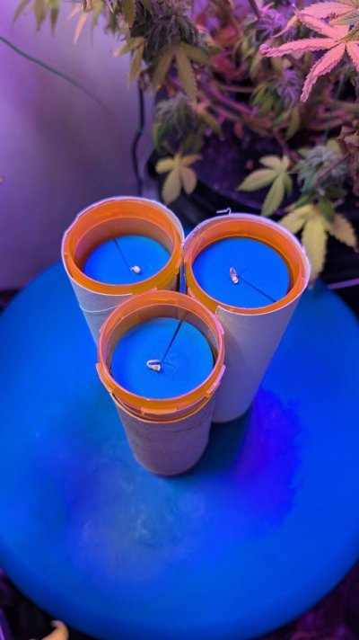 12-12 from seed community journal