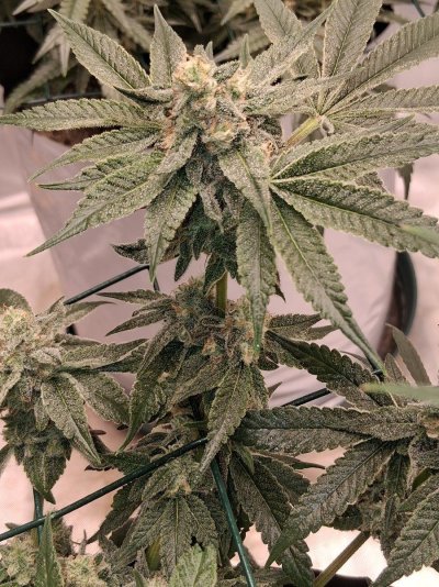 GMonster ReRun That Weed Thread