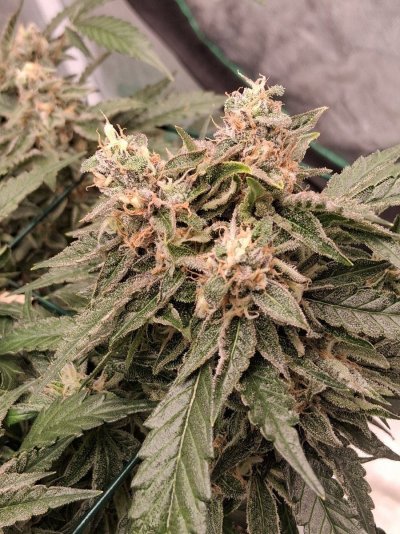 GMonster ReRun That Weed Thread