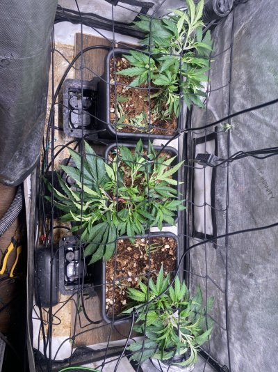 Need Help With CLONES!! 🙏 Pretty Please 🙏