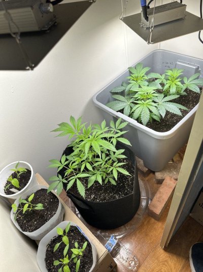 medical crop rotation plan ideas