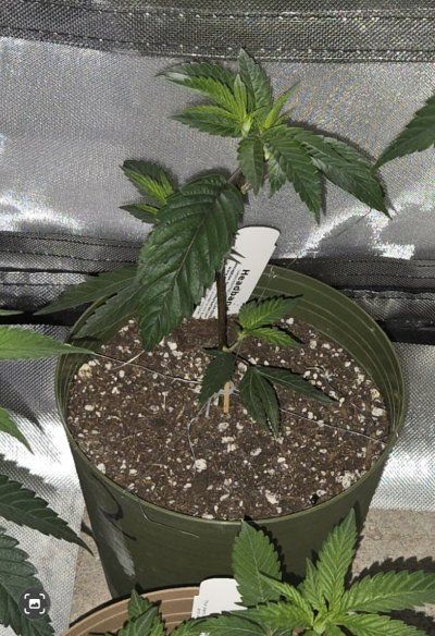 KushCat's Forever (indoor/outdoor) Thread
