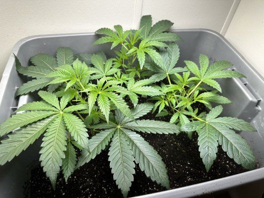 medical crop rotation plan ideas