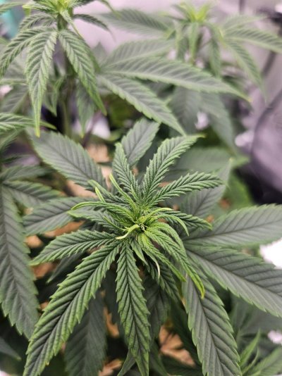 Does my plant look okay?