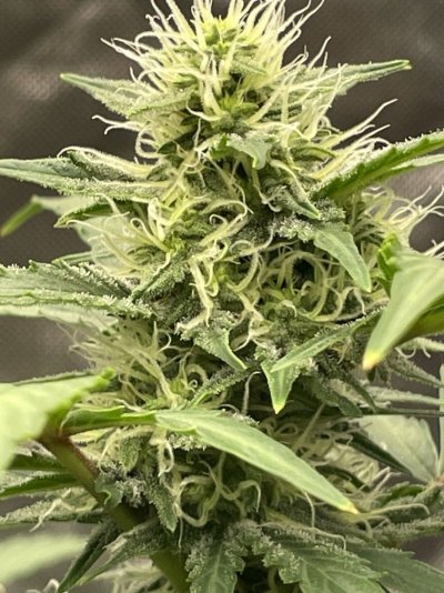 how-do-i-get-bigger-yields-with-autoflowers-12.jpeg