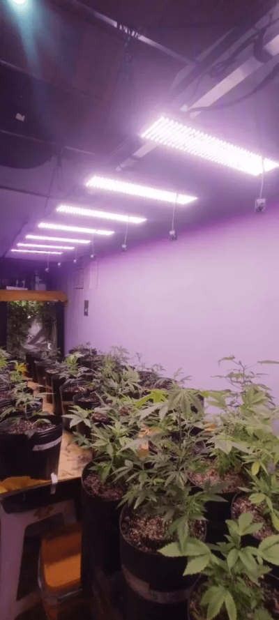 My DIY Hidro setup in Brazil
