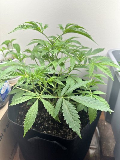 medical crop rotation plan ideas