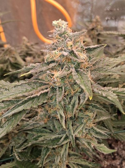 GMonster ReRun That Weed Thread