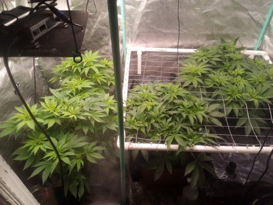 7Munkee's Perpetual Organics and Earthboxes