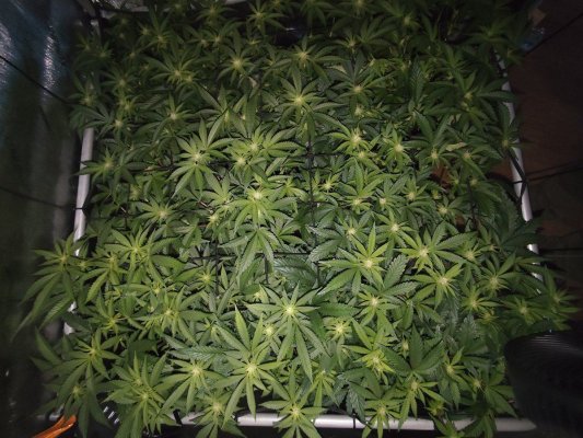 High Times at Redneck'x 🌿 Cabin