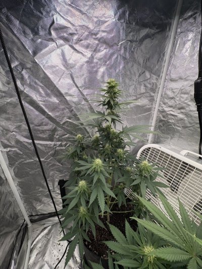 Week 3 flower check in tips?