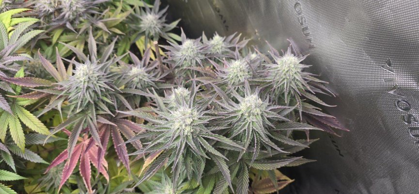 5-weeks-in-flower-looking-good-4.jpg