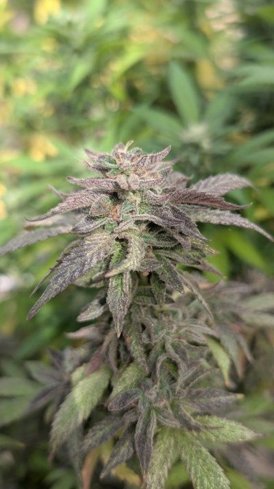THE TRAINWRECK. Brought to you by thcfarrmer…..