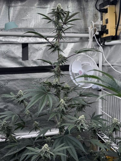 A peek inside my grow tent.