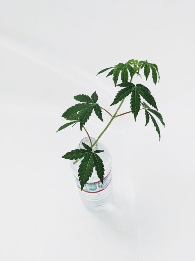 How long are your clones taking to root?