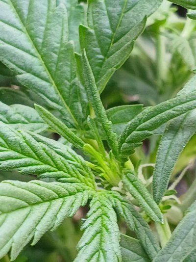 How To Grow Autoflowering Strains