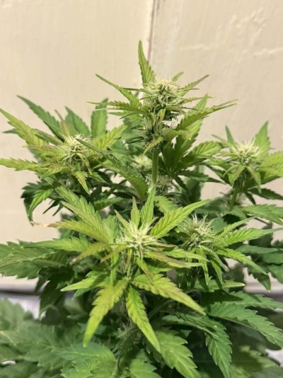First grow. Day 14 from sprout. Think I've stressed it but looking for opinions