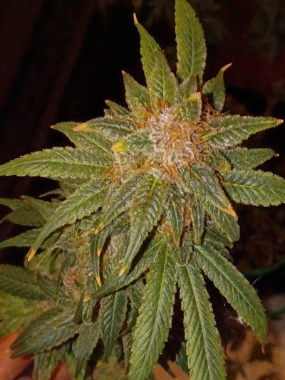 Grow diary mission impossible (low to medium budget lol)