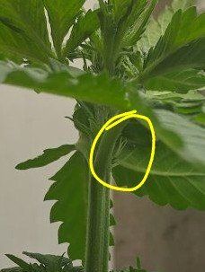 12-12 from seed community journal
