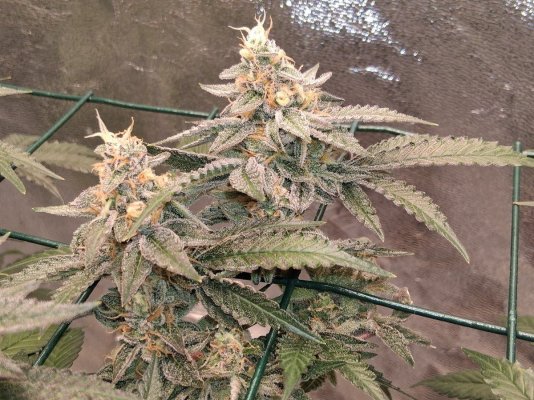 GMonster ReRun That Weed Thread