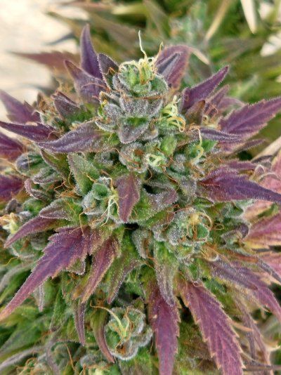 Let's See Your Frostiest Flowers