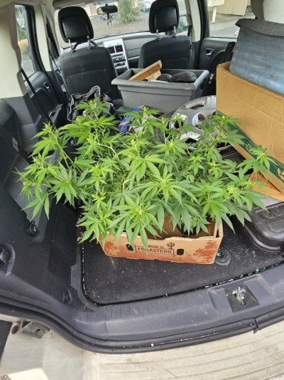 2-male-quickz-strain-3.jpg