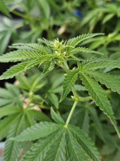 2-male-quickz-strain-7.jpg