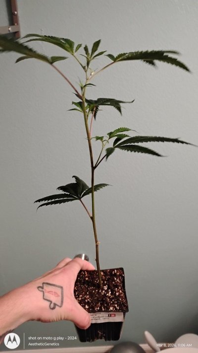 real-deal-og-kush-pdx-cut-2.jpg