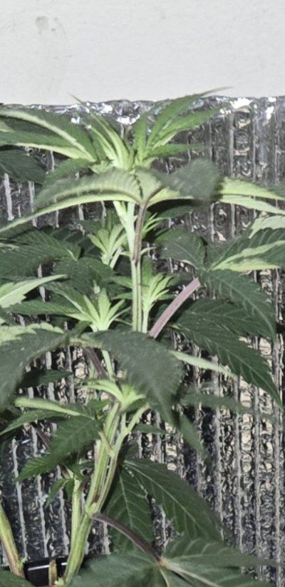 KushCat's Forever (indoor/outdoor) Thread