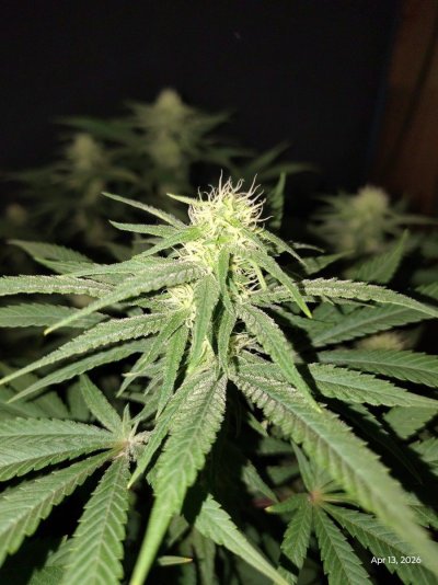 sticky-broccoli-very-sticky-very-stinky-17.jpg