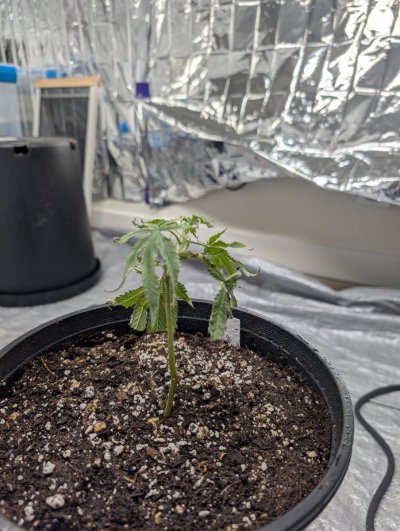Wondering exactly what kind of deficiency is this clone suffering from? Or possibly something else?