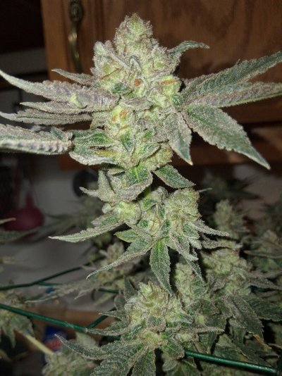 GMonster ReRun That Weed Thread