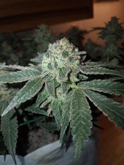 GMonster ReRun That Weed Thread