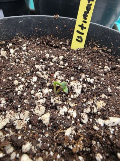 Twin Seed of Ultimate Auto Strain