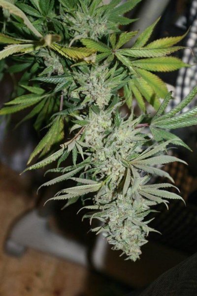 TrainWreck Grow Log