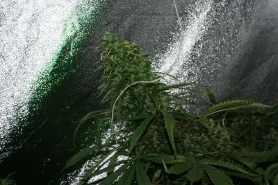 Indian Skunk - brickbat buds, no trichs...?