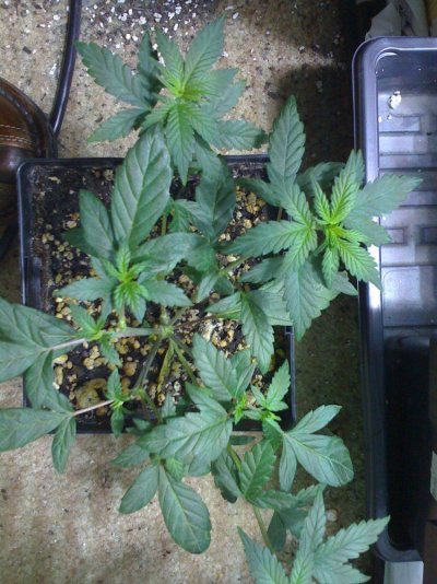 motas-oguana-kush-2.jpg