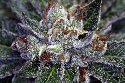 purple-kush--day-58-7.jpg