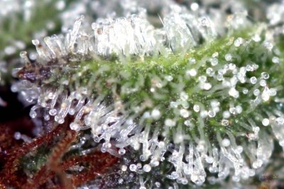 purple-kush--day-58-8.jpg